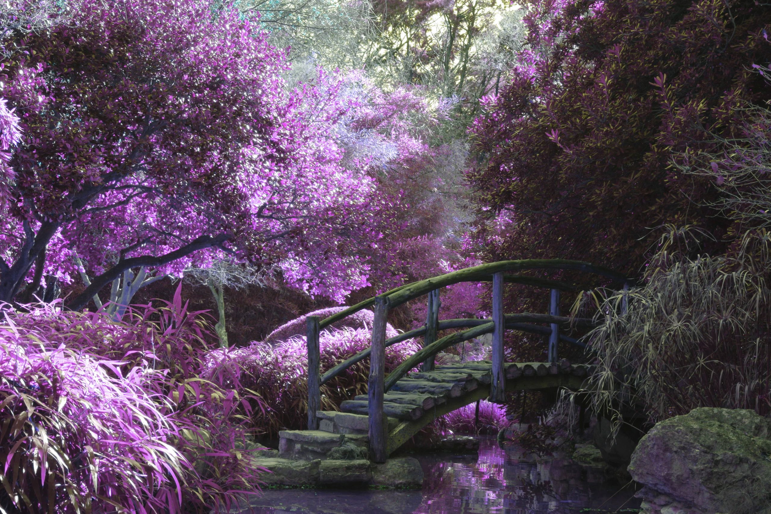 Purple Zen Garden Bridge Purple Zen Garden Bridge